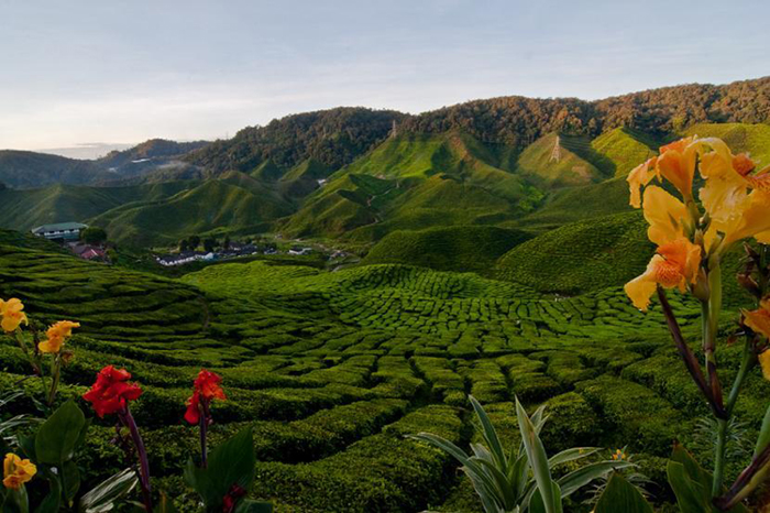 Cameraon Highland Tea Plantation