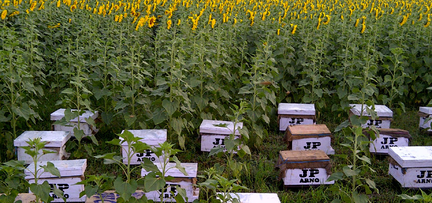 Cameron Highland - Honey Bee Farm