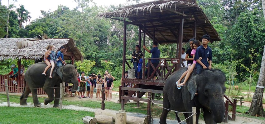 elephant-sanctuary-fireflies-tour-national-elephant-sanctuary