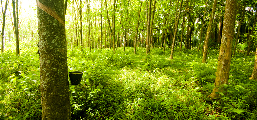 Rubber Tapping Demonstration