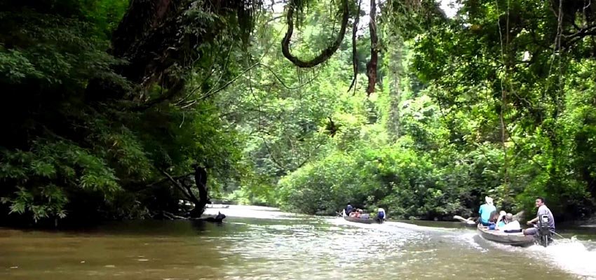 Taman Negara Tour - Forest View 